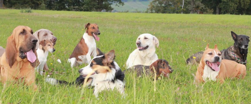 Bayerische Hundeschule & Tierpension Somann Unternehmen Bayerische Hundeschule & Tierpension Somann