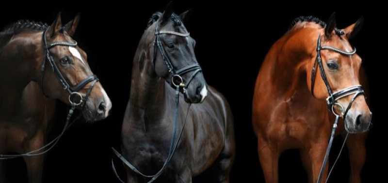 Unternehmen LMK Dressage