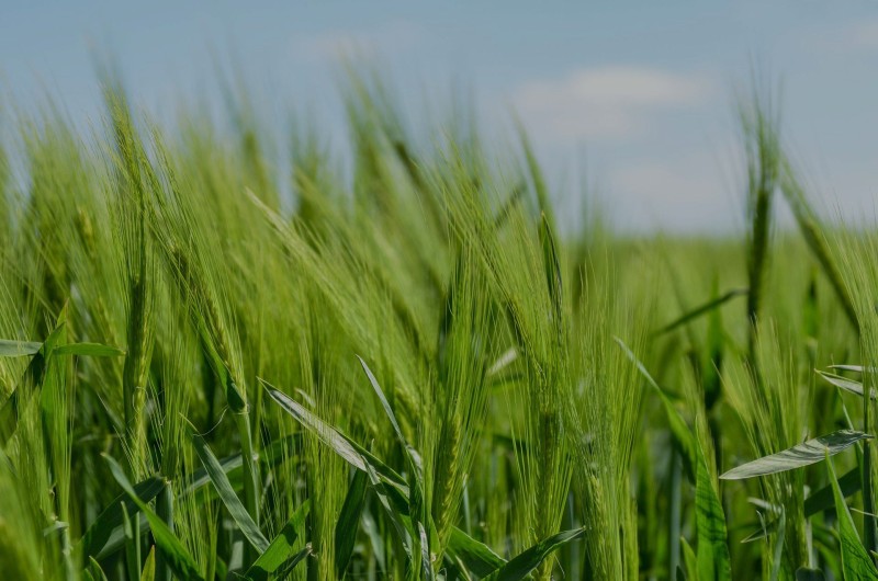 Unternehmen Lobensteiner Landhandels- und Dienste GmbH