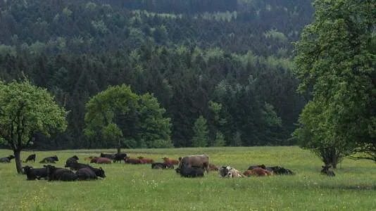 Unternehmen BioAlb Weidefleisch KG