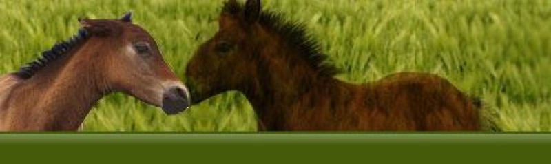 Unternehmen Reitanlage Fath