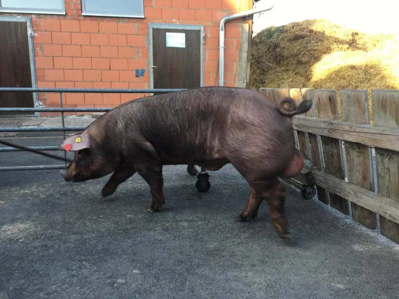 Unternehmen Schaaf Scheld GbR