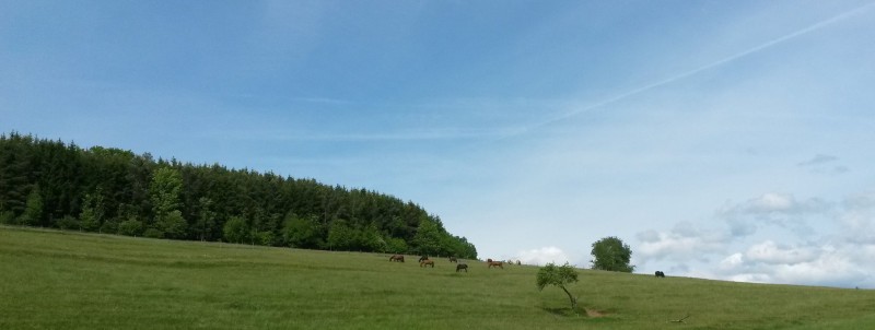 Unternehmen Reitanlage Schäfer