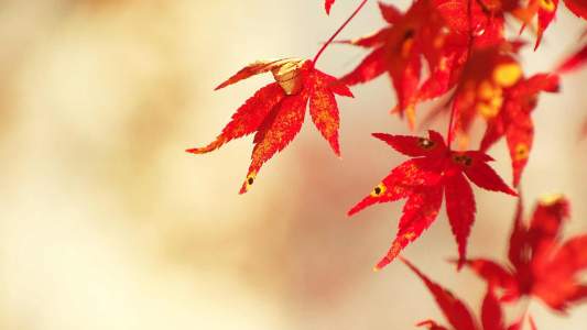 Unternehmen Wilhelm Peters GmbH