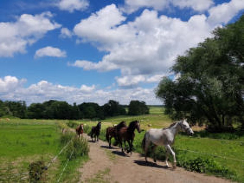 Unternehmen Landwirtschaftsbetrieb und Reitbetrieb Abé & Hermann